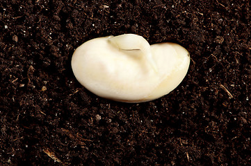 Image showing Green seedling