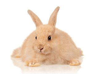 Image showing Cute rabbit