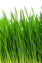 Image showing Wheat grass