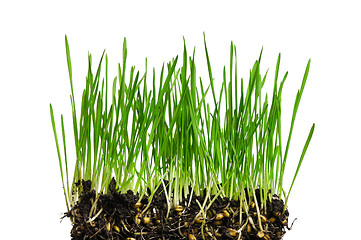 Image showing Wheat grass