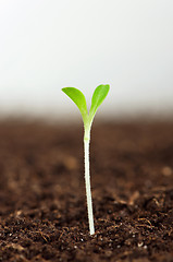 Image showing Green seedling