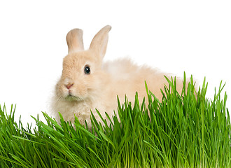 Image showing Rabbit in grass