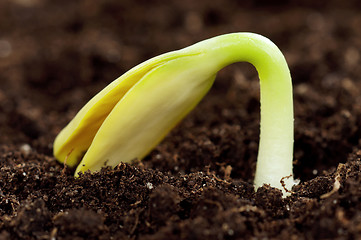 Image showing Green seedling