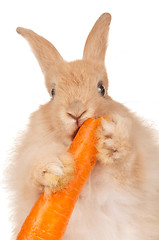 Image showing Cute rabbit