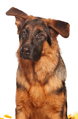 Image showing German shepherd