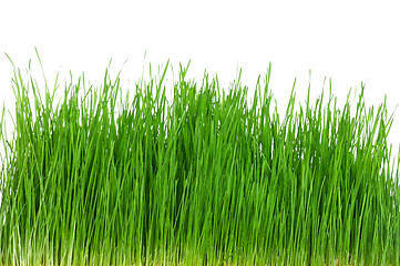 Image showing Wheat grass