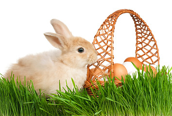 Image showing Rabbit in grass