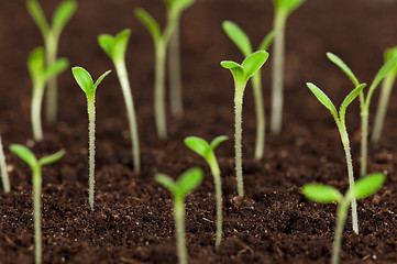 Image showing Green seedling