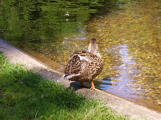 Image showing Duck