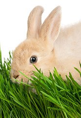 Image showing Rabbit in grass