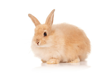 Image showing Cute rabbit