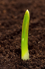 Image showing Green seedling