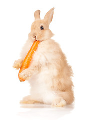 Image showing Cute rabbit