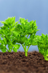 Image showing Green seedling