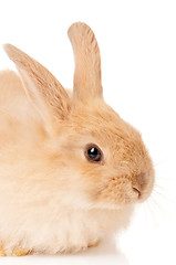 Image showing Cute rabbit