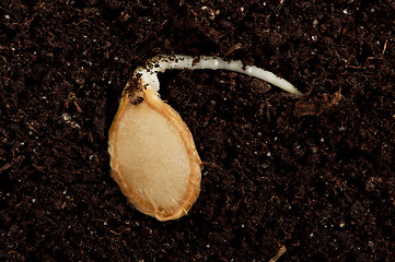 Image showing Green seedling