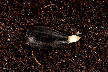 Image showing Green seedling