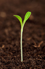 Image showing Green seedling