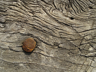 Image showing Very old wooden texture with a rusty nail