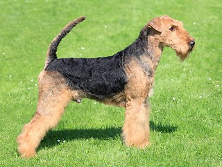 Image showing Airedale terrier