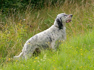 Image showing An English Setter