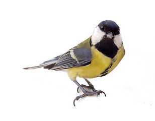 Image showing Various great tit