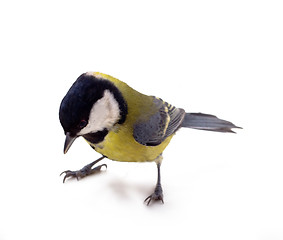 Image showing Various great tit