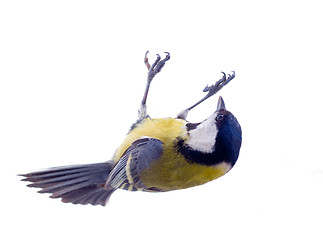 Image showing Various great tit