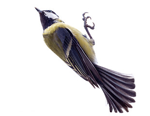 Image showing Various great tit