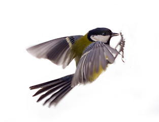 Image showing Various great tit