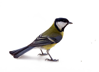 Image showing Various great tit