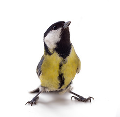 Image showing Various great tit