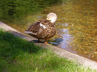 Image showing Duck