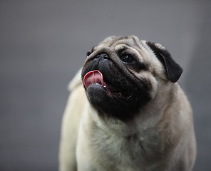 Image showing Dog Pug