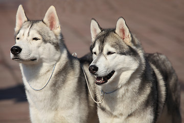 Image showing Siberian huskies