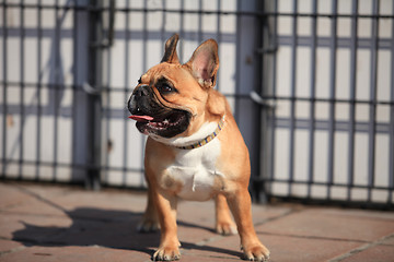 Image showing French Bulldog