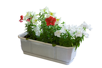 Image showing Summer's petunia