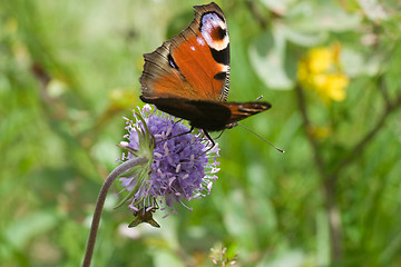 Image showing Peacock butterfly