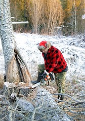 Image showing Cutting down trees