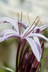 Image showing Lily