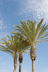 Image showing Palm Trees