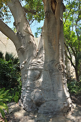 Image showing Baobab tree