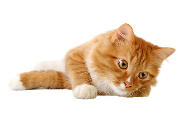 Image showing Ginger cat