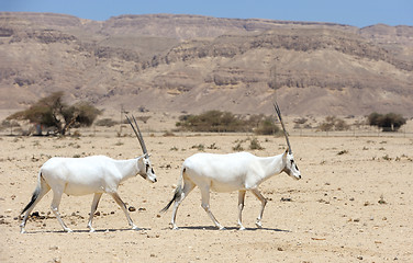 Image showing Oryx