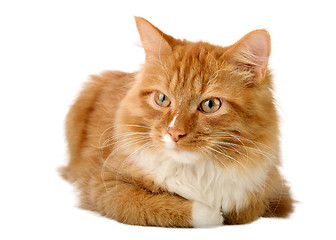 Image showing Ginger cat