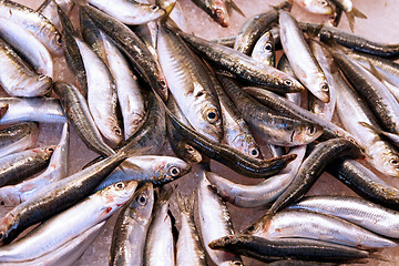 Image showing Anchovy