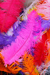 Image showing Feather fashion