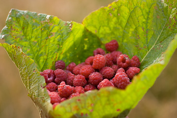 Image showing raspberry