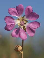 Image showing Malva sylvestris, cretan Mallow