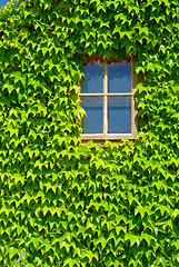 Image showing window with green leafs